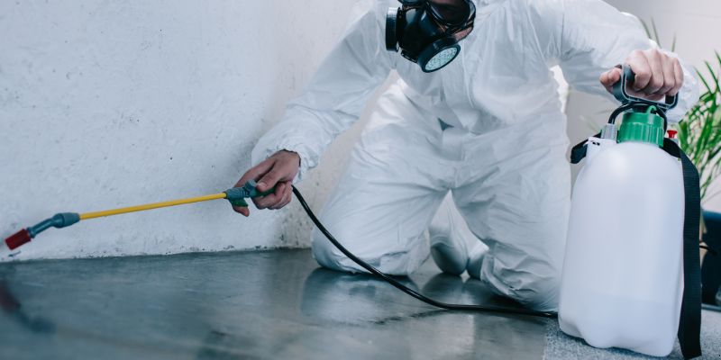 Como é feita a dedetização de baratas em Praia Grande